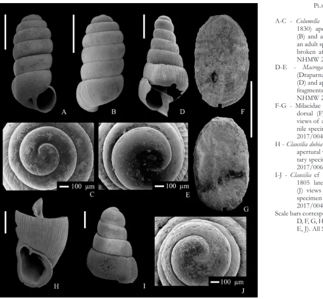 Pl. 6, fig. A–C 1830 Pupa Columella Benz. Martens, 1830, p. 171.