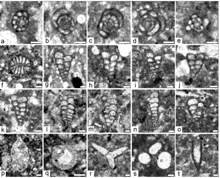 Fig. 5 - Microfossils from the Schiriddè Limestone (Early Valanginian) and Siniscola Marl (Late Valanginian) formations