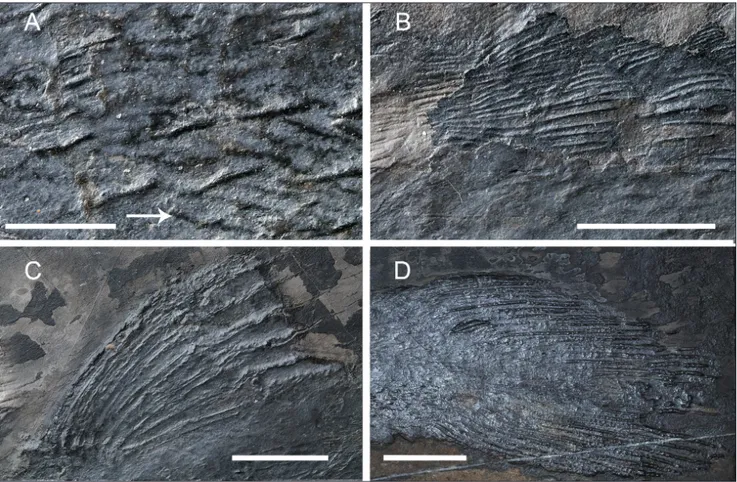 Fig. 12 - Heptanema paradoxum SMF P1242, holotype. A) lateral scales with prominent ridge and the small ribs on the posterior abdominal region  (indicated by the white arrow); B) Scales of  the dorsal area  just below the dorsal fins; C) first dorsal fin; 