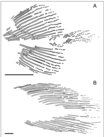 Fig. 13 - Comparison between the caudal fins of  Heptanema sp. (A)  and Heptanema paradoxum (B)