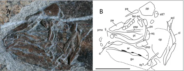 Fig. 4 - Heptanema sp., specimen MCSN 8532. A) close up of  the skull; B) Sketched outline of recognizable bones abbreviations are: acl) ano- ano-cleithrum, ar) articular, cl) ano-cleithrum, d) dentary, lj) lachrymojugal, op) operculum, pa) parietals, po) 