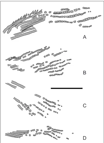 Fig. 5 - Heptanema sp., specimen MCSN 8532. Sketched outline of   the first (A) and second (B) dorsal fin, anal (C) and pelvic  (D) fins