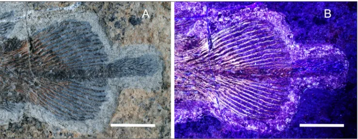 Fig. 7 - Heptanema sp., specimen MCSN 8532, the tail photographed in visible light (A) ad in UV light (B)