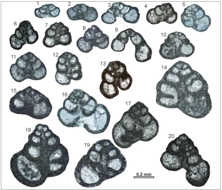 Fig. 11 - Siphovalvulina ex gr. gibraltarensis. 11.1-11.3) S. gibraltarensis morphotype A