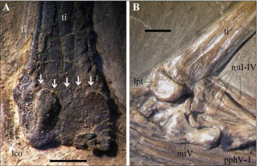 Fig. 1 - Non-fusion of  the distal tar- tar-sals with the tibia. A) Right  tibiotarsus of  the holotype  of   Austriadraco dallavecchiai  (BSP 1994 I 51) with the still  visible suture; B) Right tibia,  tarsus and proximal part of   the pes of  BSP 1938 I 