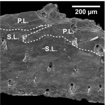 Fig. 8 - Scanning electron microscope (SEM) image of  microstruc- microstruc-tural layers in L