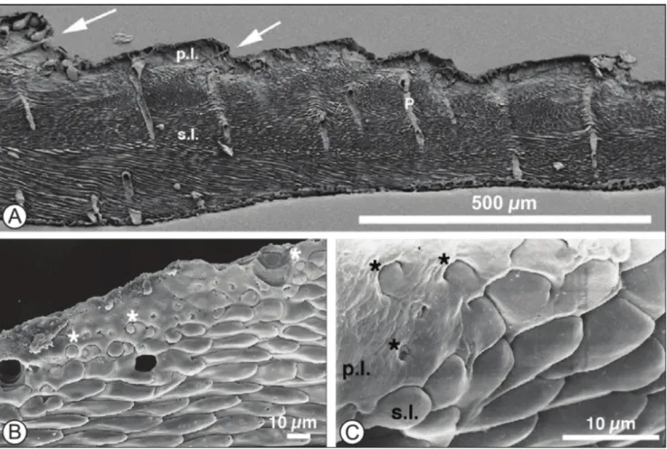 Fig. 9 - Scanning electron microscope (SEM) images of  shell cross-sections showing microstructures in A