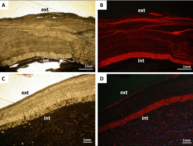 Fig. 10 - Primary and diagenetic features in fossil brachiopods. Transmitted light (A, C) and cathodoluminescence (B, D) photomicrographs