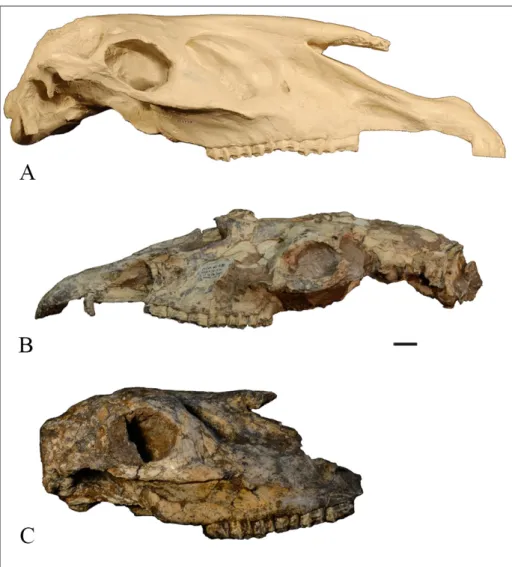 Fig. 6 - A) Cremohipparion proboscideum  SENK4709 specimen skull  lateral view; B)  Cremohippa-rion licenti AMNH125708  specimen, skull lateral view; 