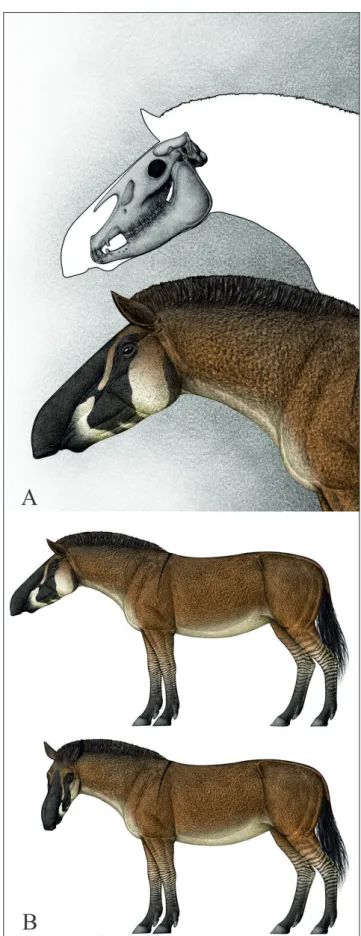Fig. 9 presents our reconstruction of  Shanxihippus  dermatorhinus.