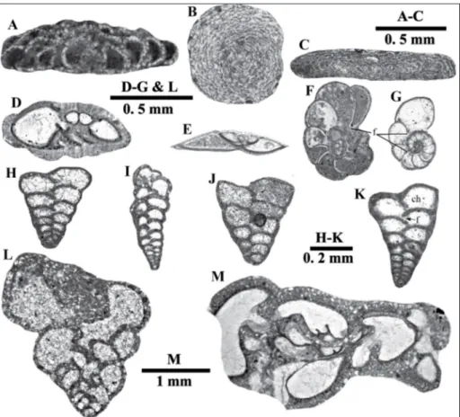 Fig. 7 - A) Gypsina mastelensis Bur- Bur-sch; B-C) Discogypsina  dis-cus  (Goës); D) Stomatorbina  concentrica  (Parker &amp; Jones); 