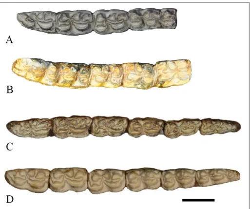 Fig. 7 - Occlusal view of  cheek to- to-oth row of  S.  ptychodus. A) PMUM353, left side; B)  PMUM353, right side; C)  THP 01839, left side; D)  AMNH 143267, left side