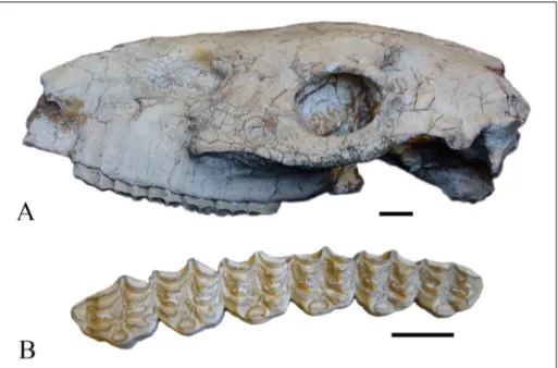 Fig. 2 - Skull of  S. ptychodus, PMUM  347. A) left lateral view; B) occlusal view of  left cheek  tooth row