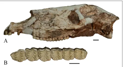 Fig. 4 - Skull of  S. ptychodus, AMNH  143267. A) left lateral view; 