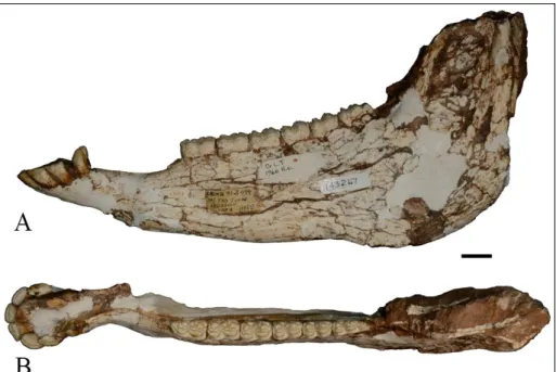 Fig. 5 - Mandible of  S.  ptychodus,  AMNH 143267. A) left  la-teral view; B) occlusal view