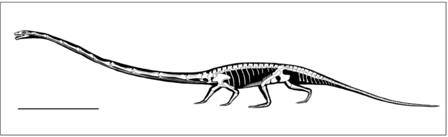 Fig. 1 - Reconstruction of  the skeleton of  a large specimen of Tanystropheus longobardicus in walking posture