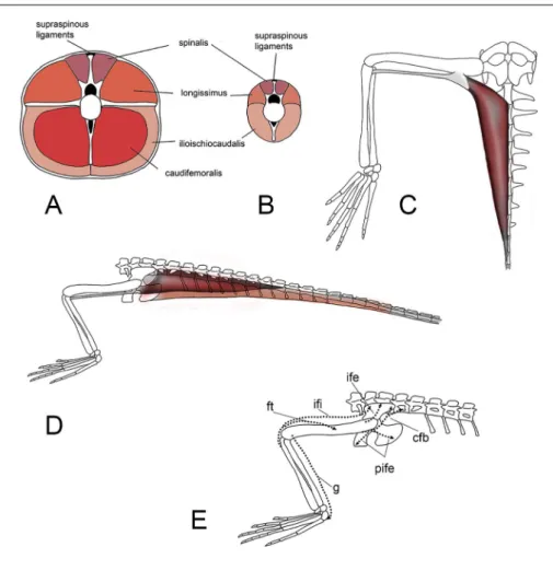 Fig. 4 - Tanystropheus longobardicus  A) transversal section the  base  of   the  tail  wth   recon-struction of  the pattern of   the muscles; B) transversal  section at mid tail; C)  re-construction of  the  deve-lopment of  the  caudofemo-ralis  longus 