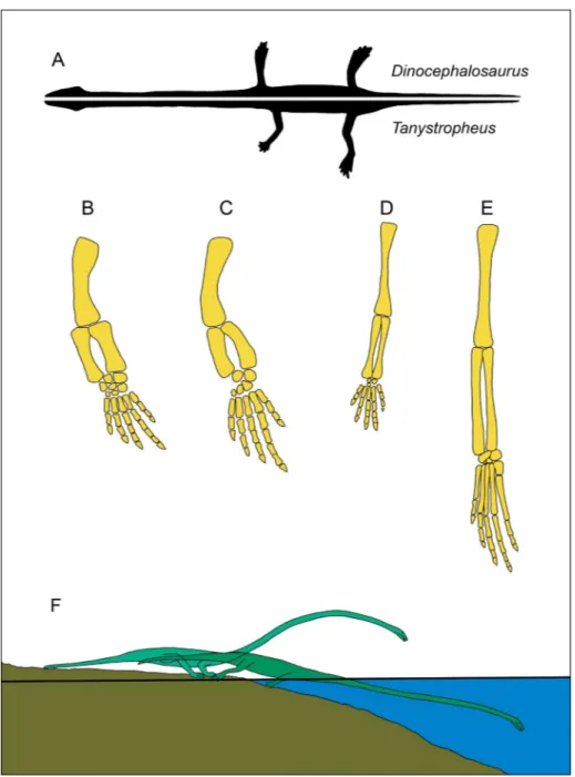 Fig.  5  -  A-E)  Comparison  between  body outlines (A) and limb  skeleton of   Dinocephalosau-rus and Tanystropheus B-C: 