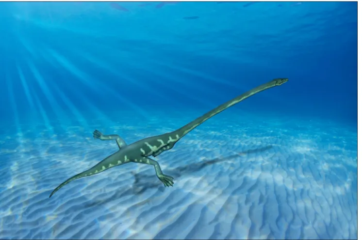 Fig. 6 - Reconstruction of  Tanystropheus swimming in shallow sea.