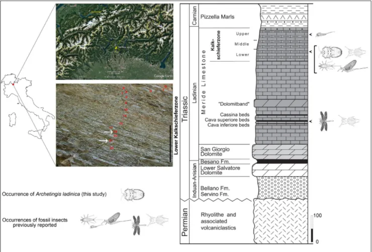 Fig. 1 - Geographic position of the Monte San Giorgio (Italy-Switzerland) UNESCO World Heritage, with the strata of the Lower Kalkschie- Kalkschie-ferzone (Site D Val Mara) excavation from which the specimens were collected (left; indicated by white arrows