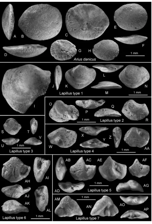 Fig.  7  -  A-H)  Arius danicus Koken,  1891, LACM 58469-37 (E-H  reversed),  B,  E,  H  inner  faces,  C,  G  outer  faces,  A  posterior  view,  D,  F  dorsal  views;  I-N)  lapillus  type  1,  LACM  58469-38  (I   rever-sed),  I,  K,  N  ventral  views,
