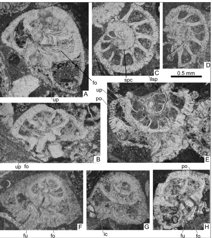 Fig. 4 - A-H) Rotalia aff. trochidiformis (Lamarck, 1804), A-E sample AM52; F-G AM52; H AP272c
