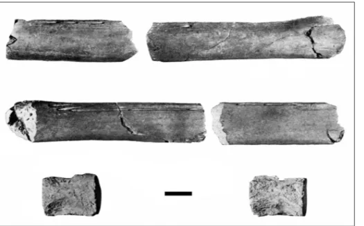 Fig.  3  -  Fragments  published  by  Stepanović  (1938)  - two  mandibular fragments in  lateral (top row) and lingual  (middle  row)  projections,  and damaged vertebra  (bot-tom row)