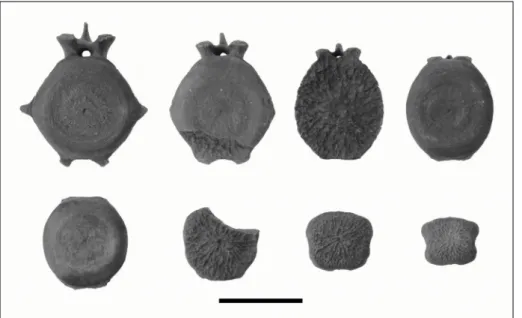Fig.  4  -  Caudal  vertebrae  in  cranial  projections  –  specimens  in  the  top  row,  left  to  right: 