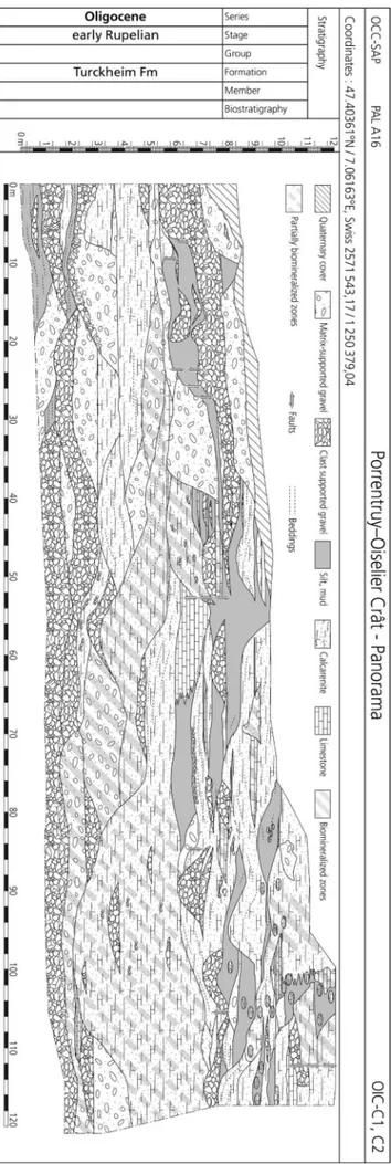 Fig. 15 - Lateral reference section of  the Turckheim Fm near Por- Por-rentruy (Switzerland) in the Ajoie subbasin