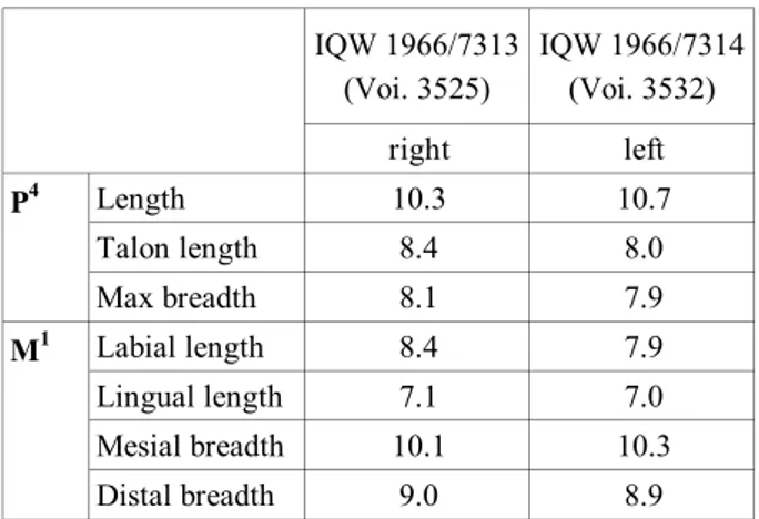 Figs 2-3, Tabs 1-2 1891 Lutra vulgaris partim – Newton, p. 12 1926 Lutra sp. – Soergel, p