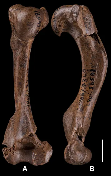 Fig. 3 - Left humerus of  ‘Lutra’  simplicidens Thenius, 1965 from  Voigtstedt (Germany)