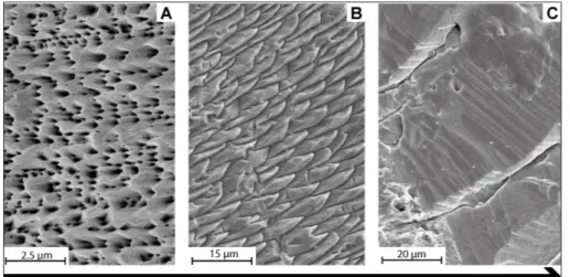 Fig.  10  -  Comparison  of   three  dif- dif-ferent fabric types in which  the size of  the structural  units increases and the ratio  of  enveloping organic  mem-branes decreases: A) laminar  fabric;  B)  fibrous  fabric;  C)  columnar fabric.