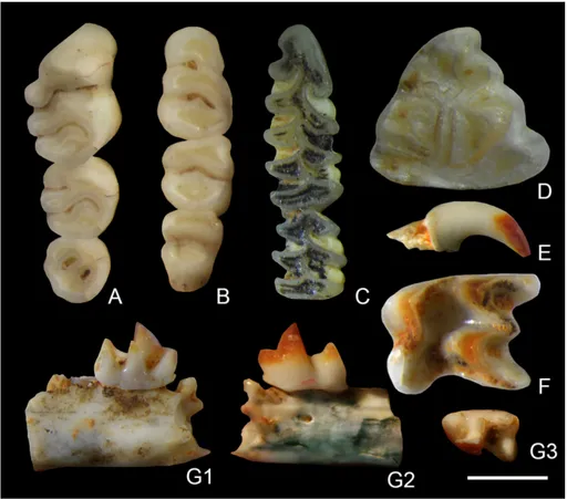 Fig. 3 - Micromammals of  Su Con- Con-cali Quarry. A, B)  Rhaga-mys orthodon from  SX4.30-4.50m (MDLCA23621), A  - M1-M3 in occlusal view,  B - m1-m3 in occlusal view