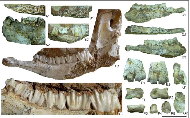 Fig. 10 - Praemegaceros (Nesoleipoceros) cazioti from Su Concali Quarry. A) MDLCA23586, incomplete left hemimandible with m2-m3 in oc- oc-clusal 1) and lingual 2) views