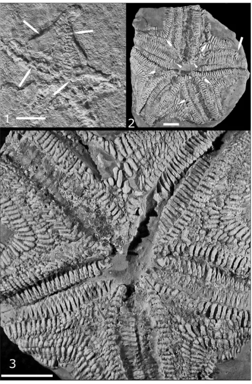 Fig. 1 - Family Poraniidae? BJ 1417. 