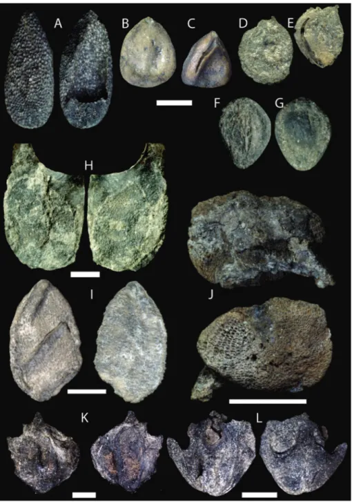 Fig.  3  -  Carpological  remains  from  CSP  site,  UMS,  Italy.  A)  Actinidia faveolata,  dam-aged  seed  seen  from  both  sides,  MGPT-PU105154