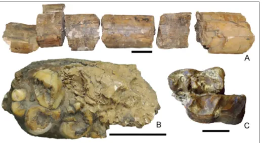 Fig.  6  - Mammal remains collected  at Castel San Pietro lignite  mine housed at MPUR;  his-torical  collection