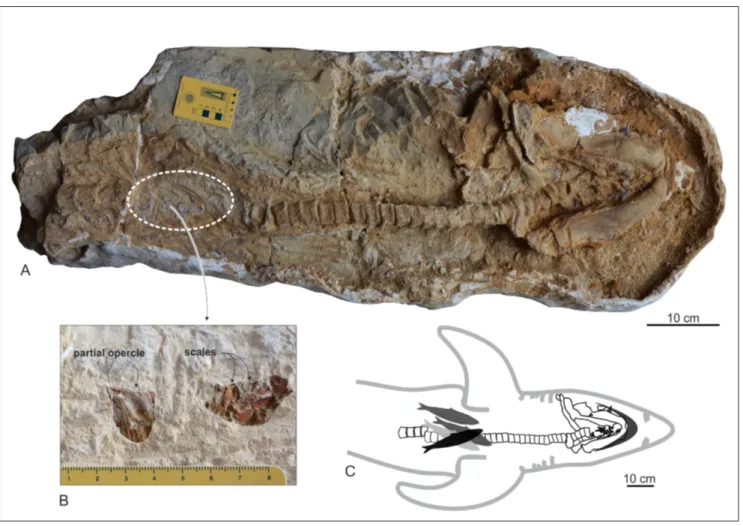 Fig. 2 - Fossil remains of  the extinct mackerel shark Cosmopolitodus hastalis (specimen CPI-7899) and associated fish elements found in Cerro  Yesera