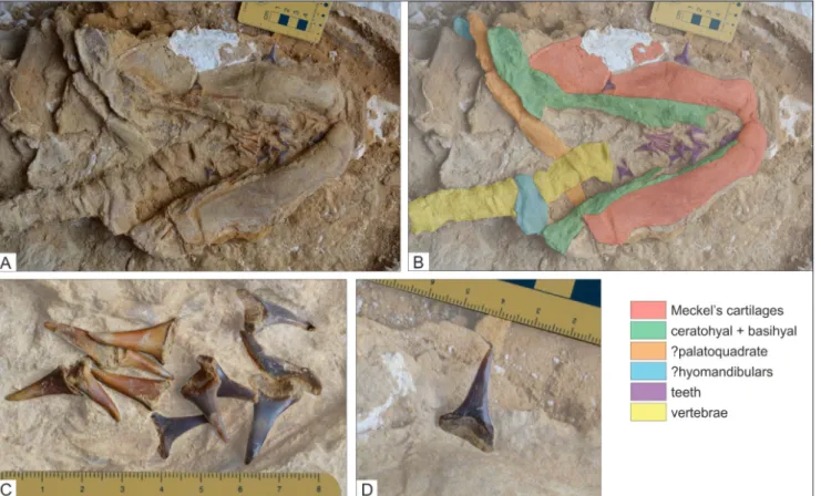 Fig. 3 - Anatomical features of  the extinct mackerel shark Cosmopolitodus hastalis (specimen CPI-7899)