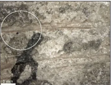 Fig. 4 - Magnification of  excavation mark located on the left articula- articula-te axis facet of  the atlas