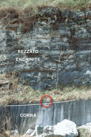 Fig. 5 - Arnioceras bed (hammer is above) overlying the lithostrati- lithostrati-graphic boundary between Corna and Rezzato Encrinite in  the Botticino Mattina section.