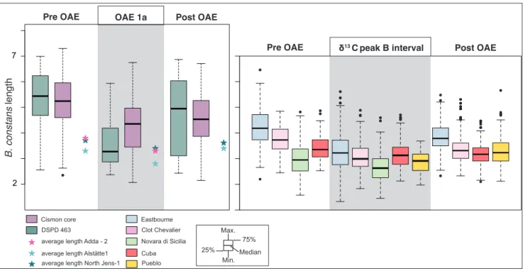Fig. 5 - Box plots of  B. constans length across OAE 1a and OAE 2. Data for OAE 1a are from the Cismon core and DSDP Site 463 (Erba et  al
