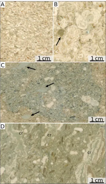 Fig. 11 - Polished surface of  Ternate-Travedona Fm. and Gonfolite  Group samples. A) Ternate-Travedona Fm., coarse  grain-stone with common orientation of  the skeletal elements