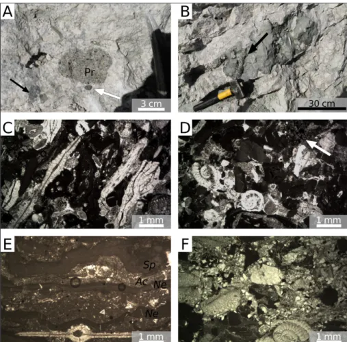 Fig. 3 - Field pictures and micropho- micropho-tographs of the studied  suc-cessions. A) Ternate quarry,  coarse bed; pr = pebble issued  from the Prella Conglomerate; 