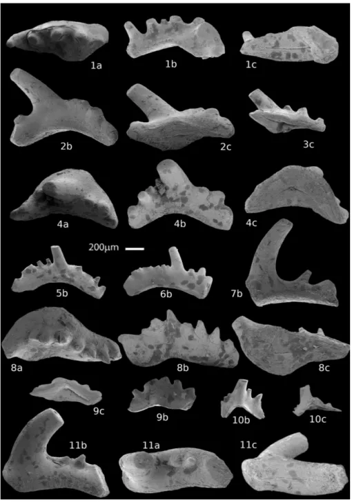 Fig. 9 - Conodonts from the lower  Nimra Member (Ma’in  For-mation) limestones. Sample  MS2 is from Cliff/Track  section  A;  sample  MS18  from Road Side section B