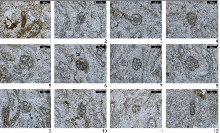 Fig. 10 - Foraminifera (thin sections) from the lower Triassic limestones. 1) Lower Nimra Member limestone (sample MS6): quartz packstone  with “Cornuspira” mahajeri (Bronnimann et al