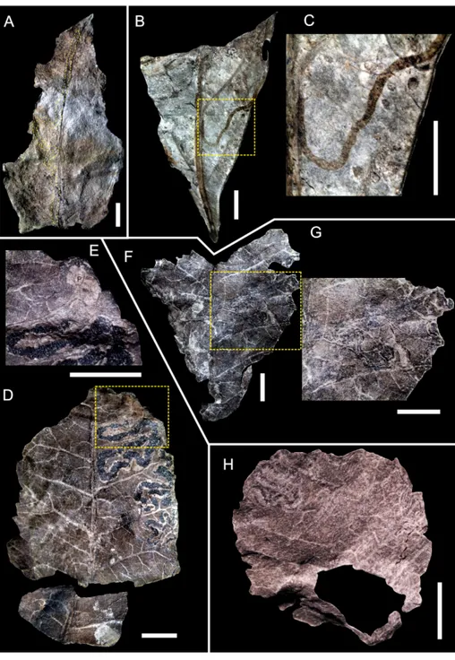Fig. 2 - A) Cuniculonomus parallelus  (Givulescu, 1984), a yellow  dotted line delimits the  li-near mine; B) Cuniculonomus  saltensis n