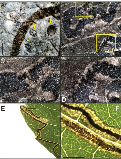 Fig. 4 - A) circular structures asso- asso-ciated with the fossil mine  (Cuniculonomus saltensis n