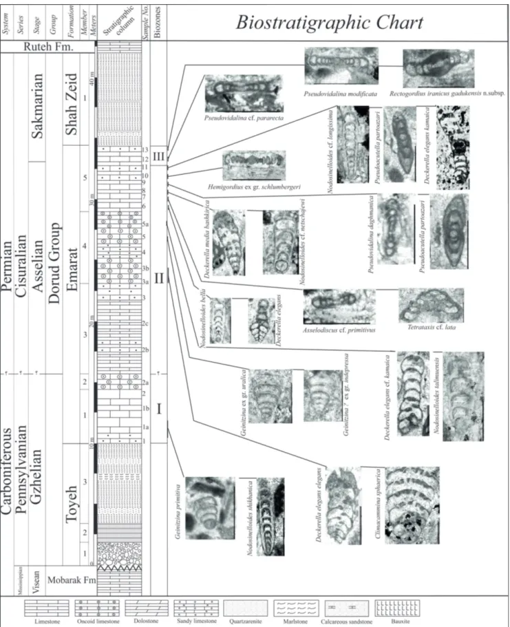 Fig. 2 - Biostratigraphic chart with the main species of  smaller foraminifers in the Emarat Formation, East of  Firuzkuh (Central Alborz, Iran).