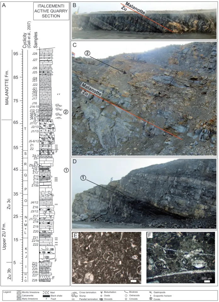 Fig. 2 - A) Lithostratigraphic LOG of  the “Italcementi active quarry” section; B) the “Italcementi active quarry” section in 2013 and the  position of  the Zu Limestone/Malanotte fms boundary; C) detail of  the Zu Limestone/Malanotte fms boundary